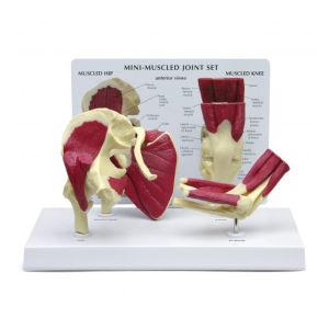 GPI Anatomicals Mini-Muscled Joint Set – Model #1900