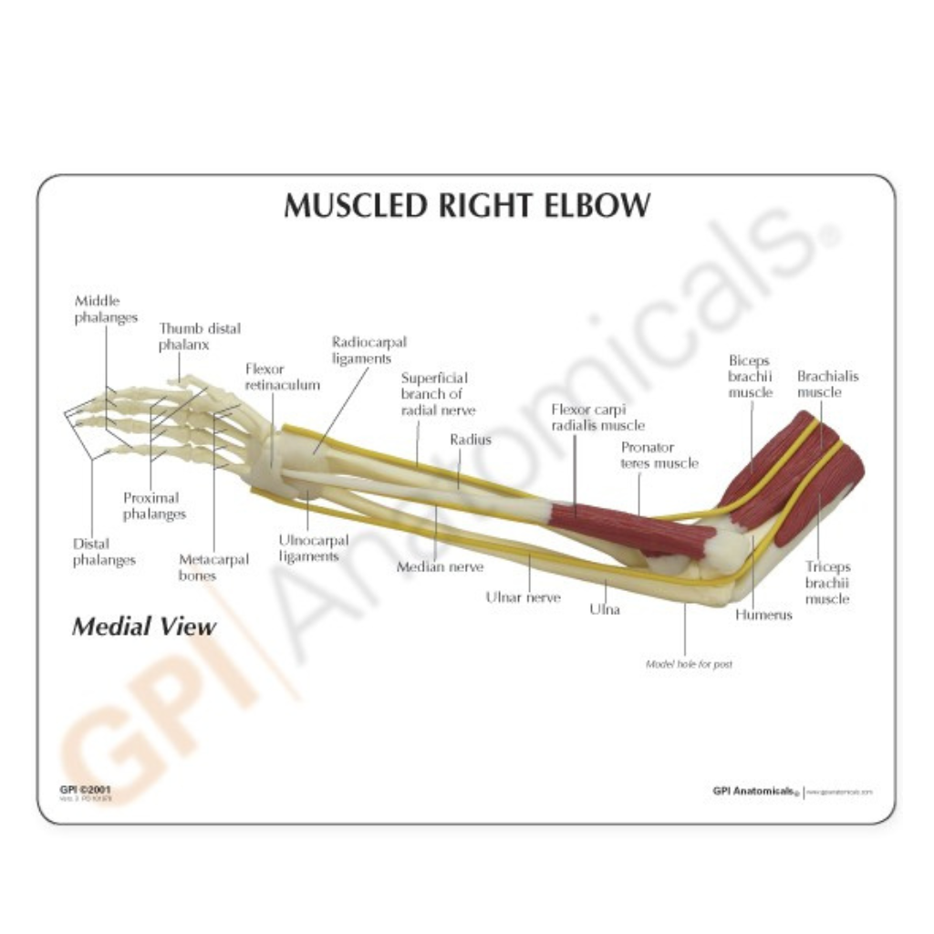 GPI Anatomicals Muscled Elbow – Model #1850 - Image 2