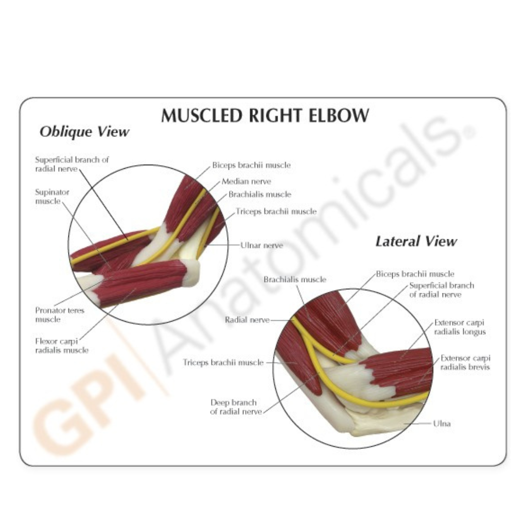 GPI Anatomicals Muscled Elbow – Model #1850 - Image 3